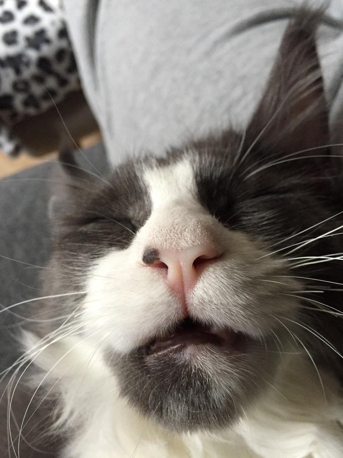 Maine Coon Pablo billede 6