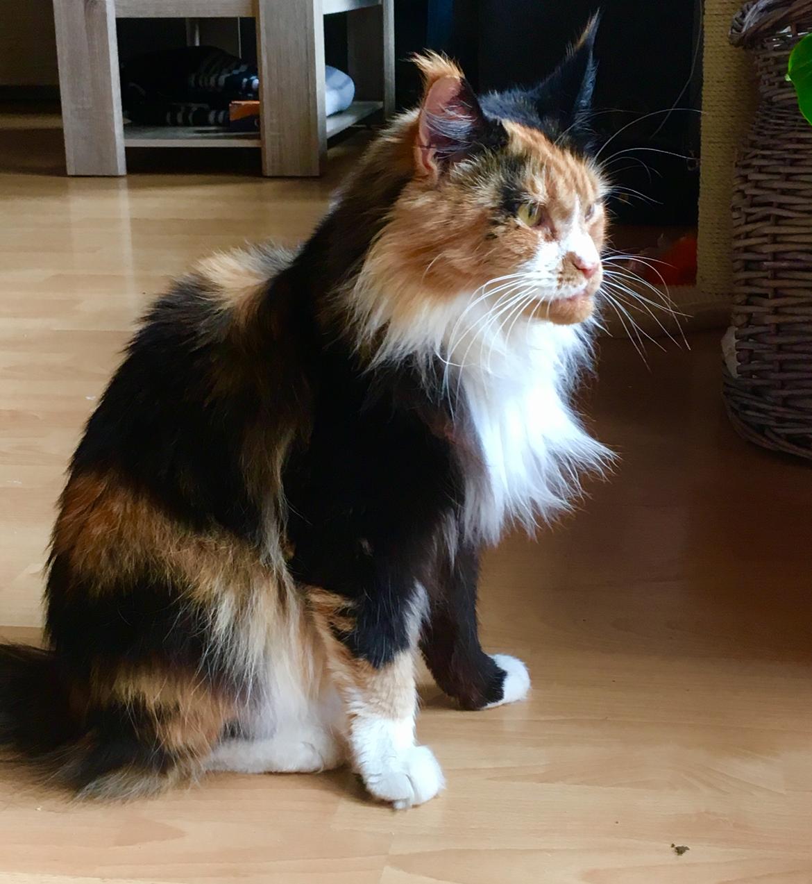 Maine Coon Luna billede 2