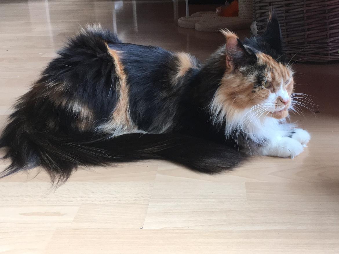 Maine Coon Luna billede 3