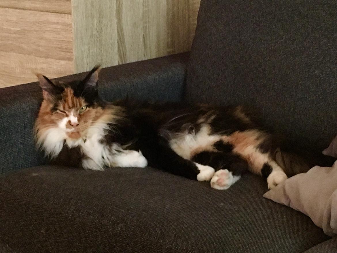 Maine Coon Luna billede 1