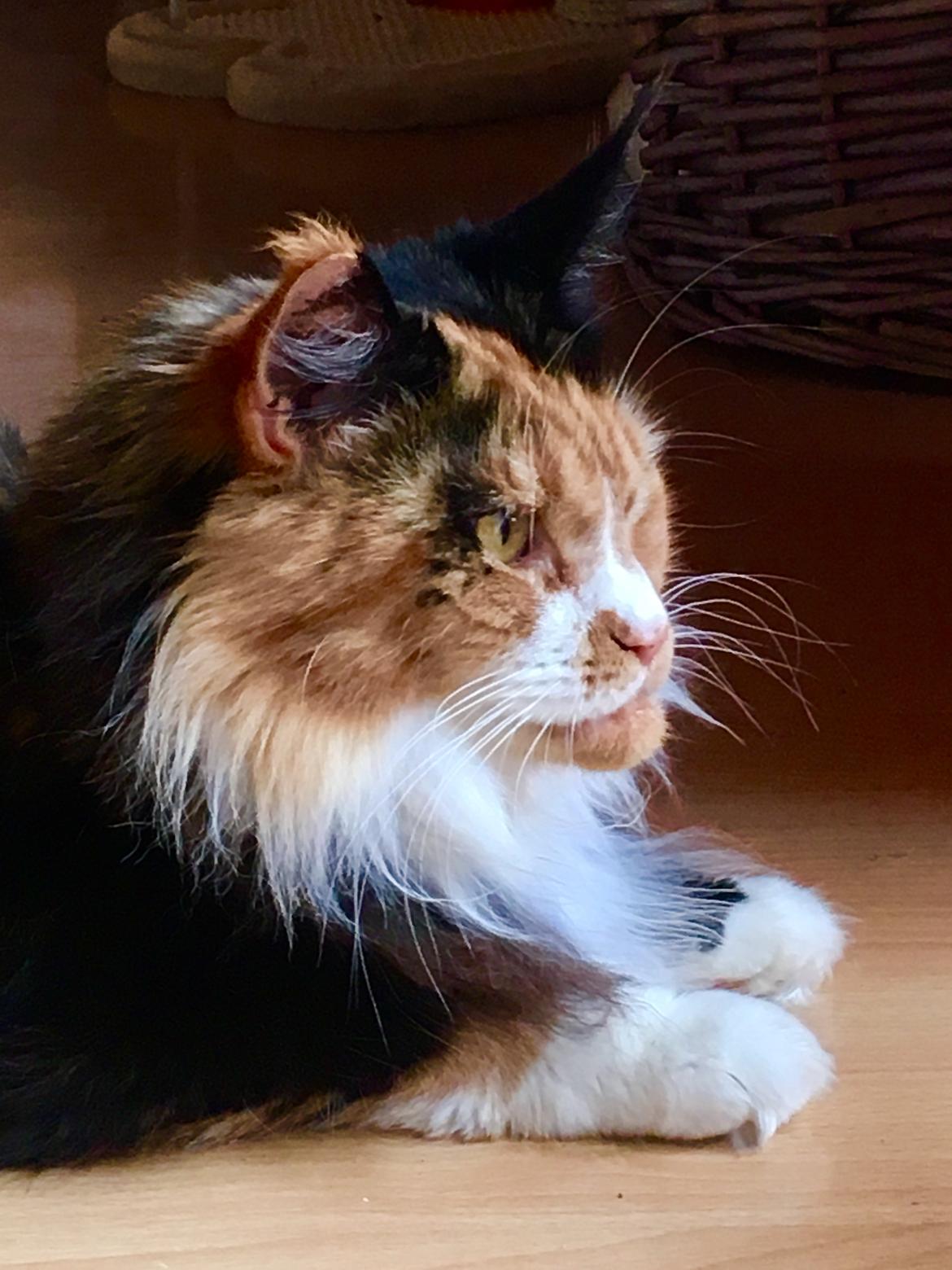 Maine Coon Luna billede 4