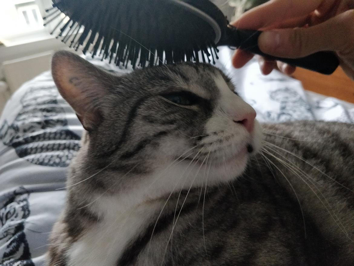 Huskat Thomas billede 8