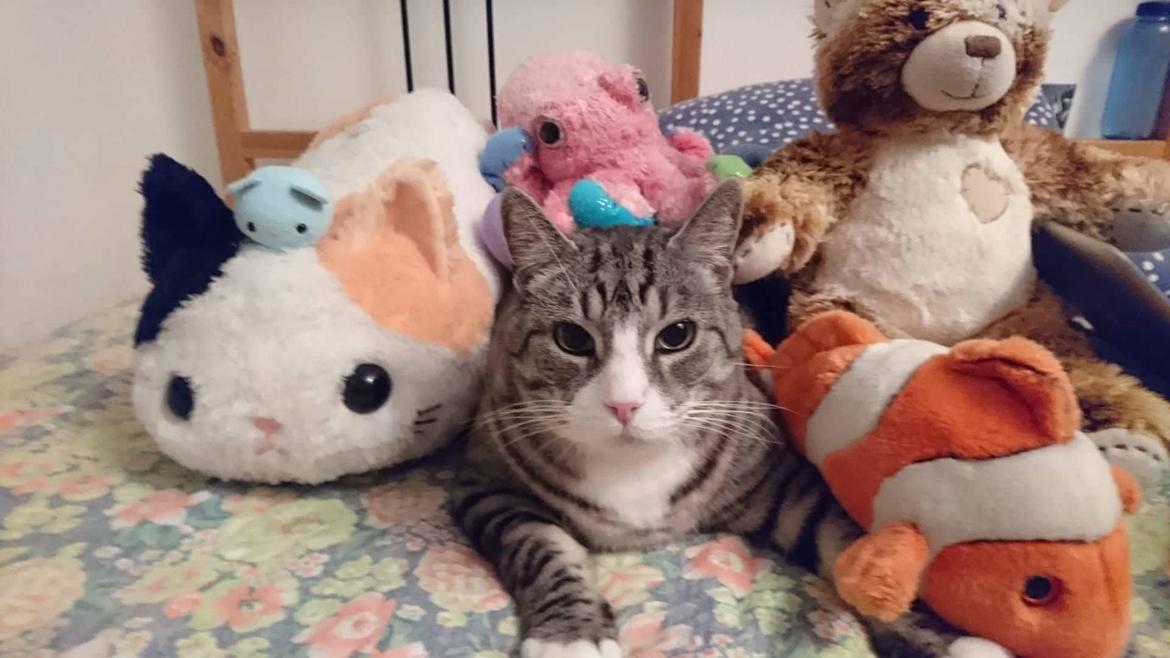 Huskat Thomas - Min veninde tog dette her billede af ham mens jeg var på ferie billede 1