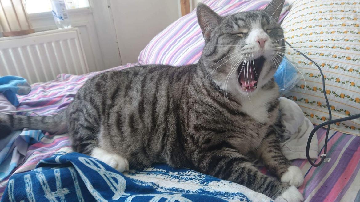 Huskat Thomas billede 3