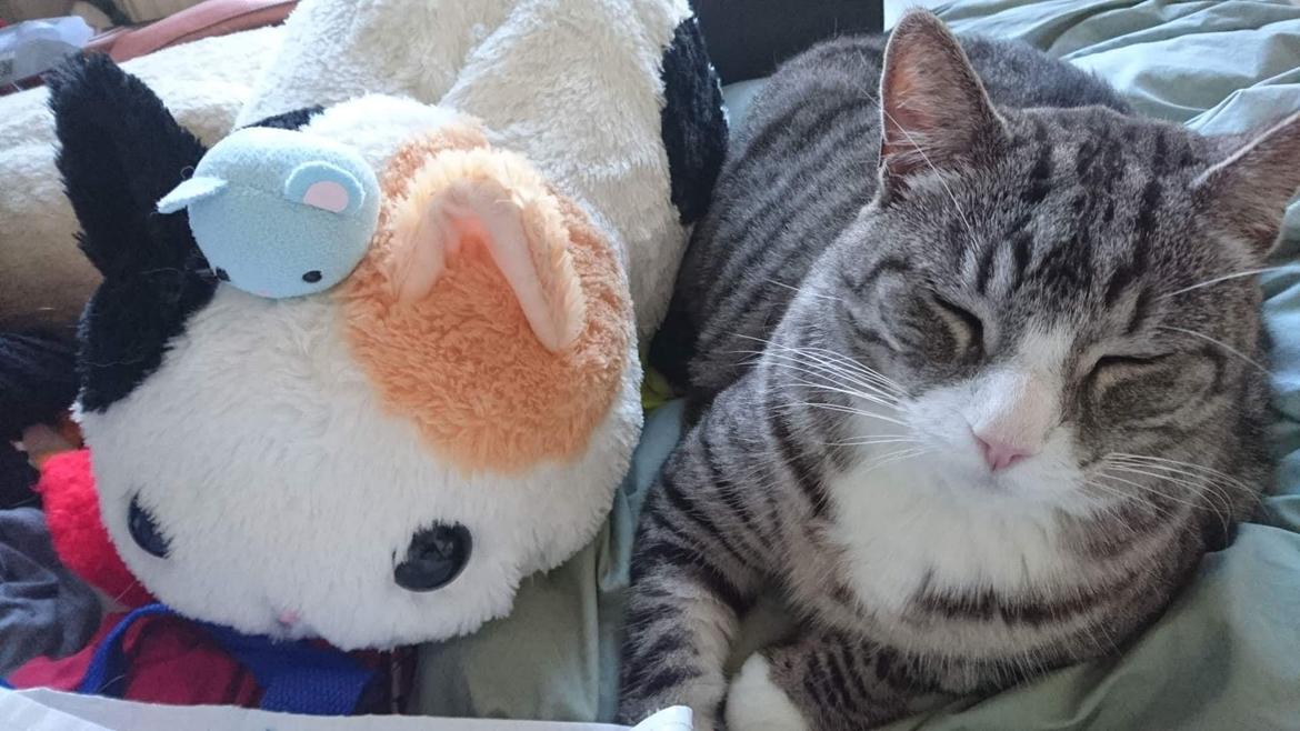 Huskat Thomas billede 4