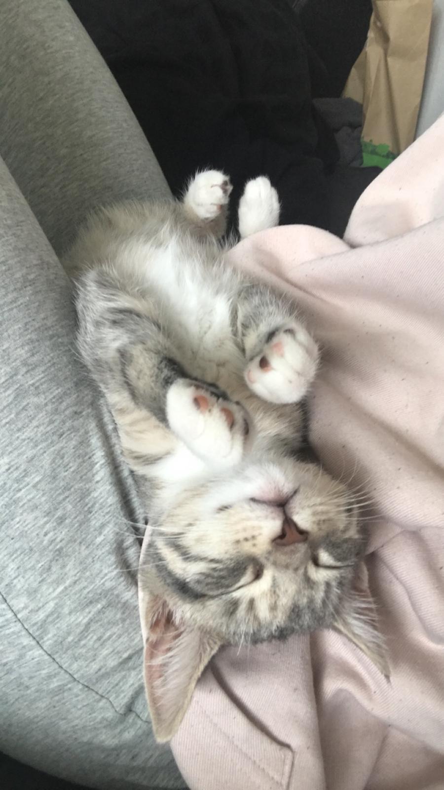 Blanding af racer Zoe billede 5