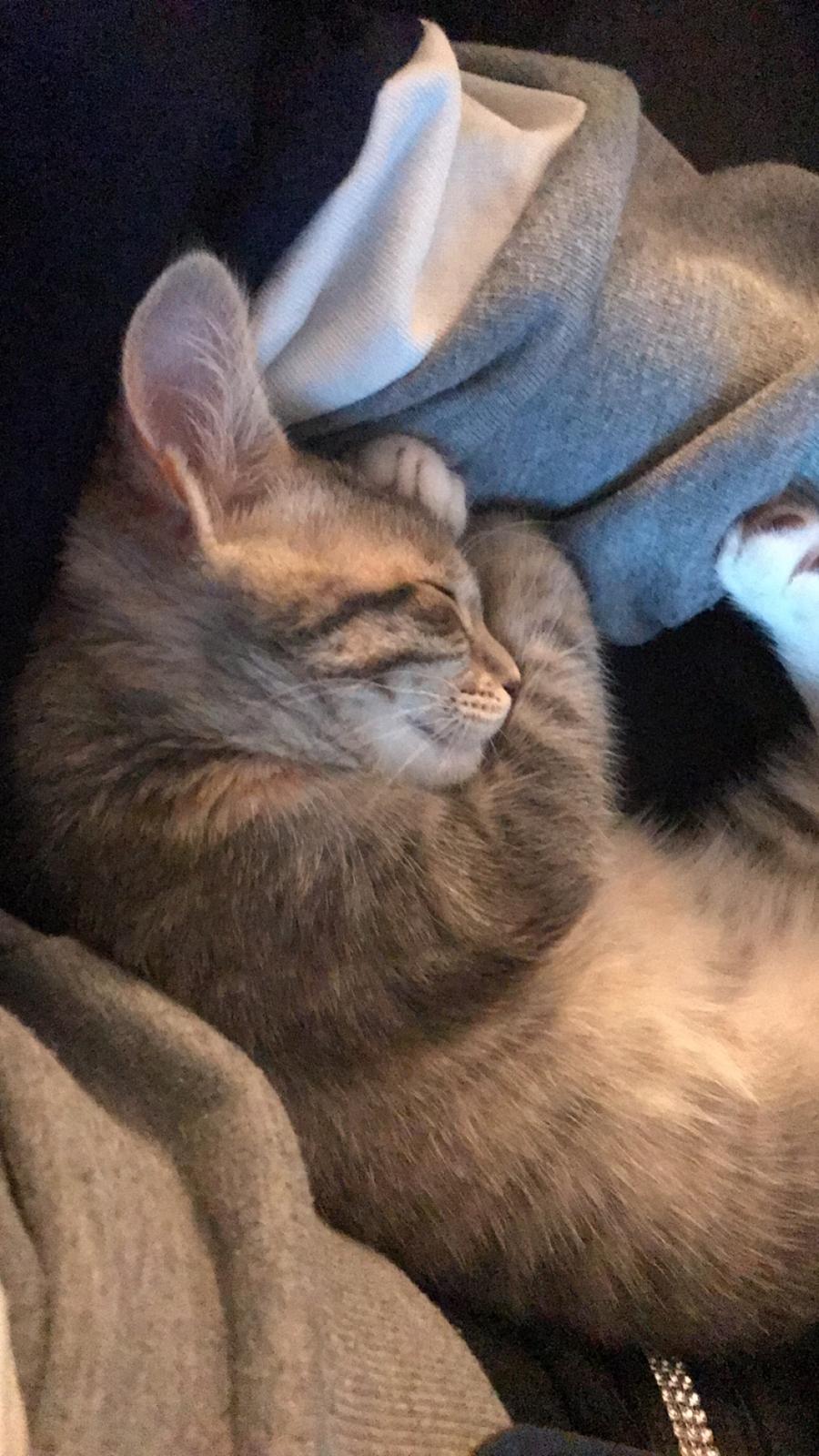 Blanding af racer Zoe billede 8