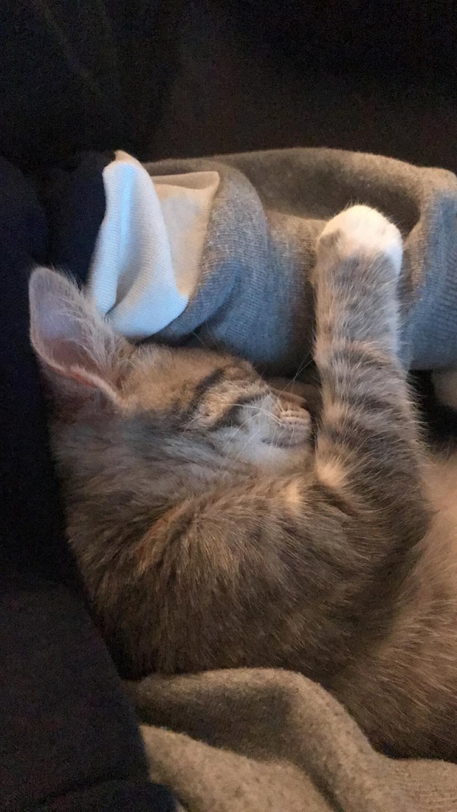 Blanding af racer Zoe billede 9