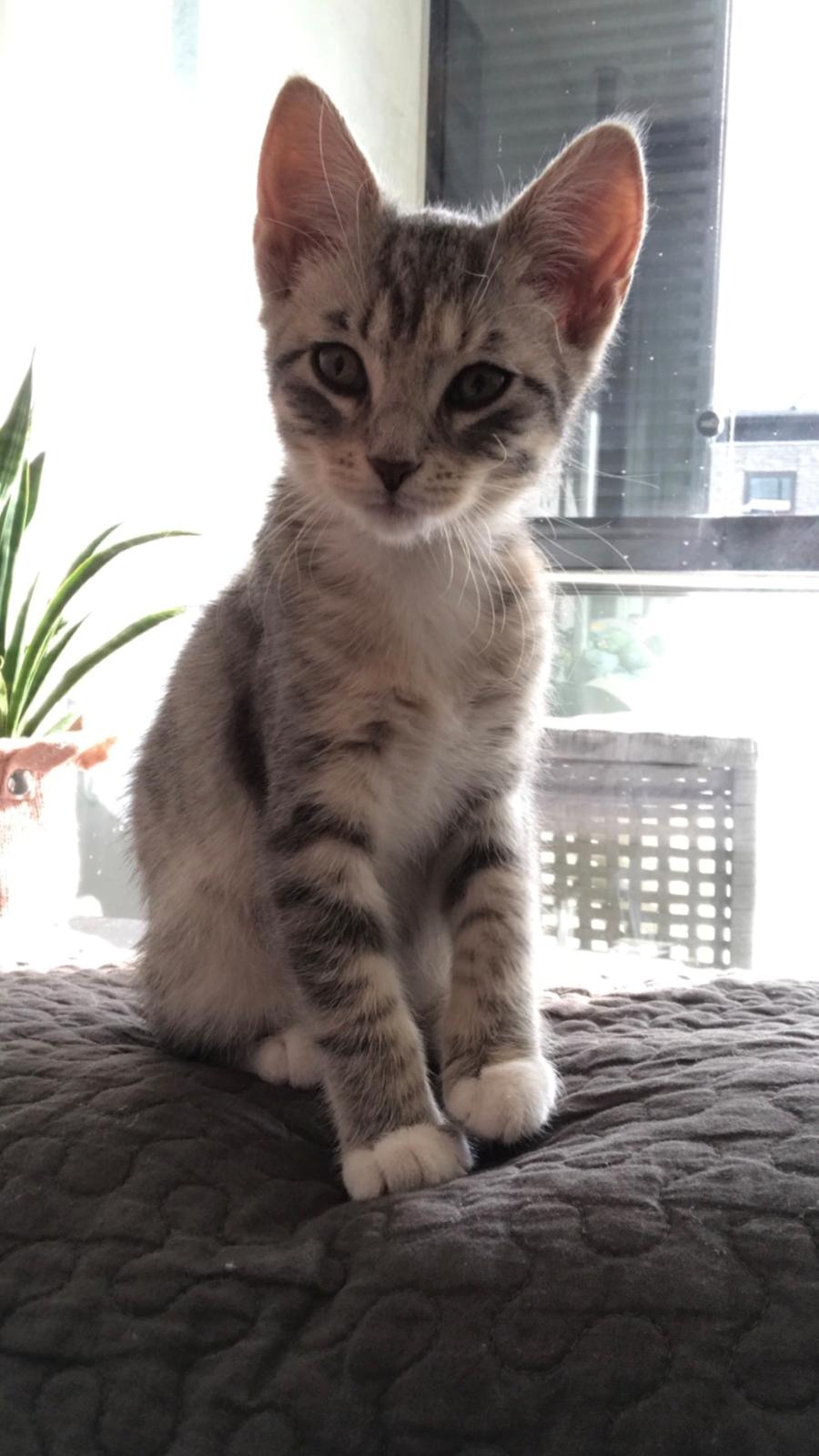 Blanding af racer Zoe billede 10