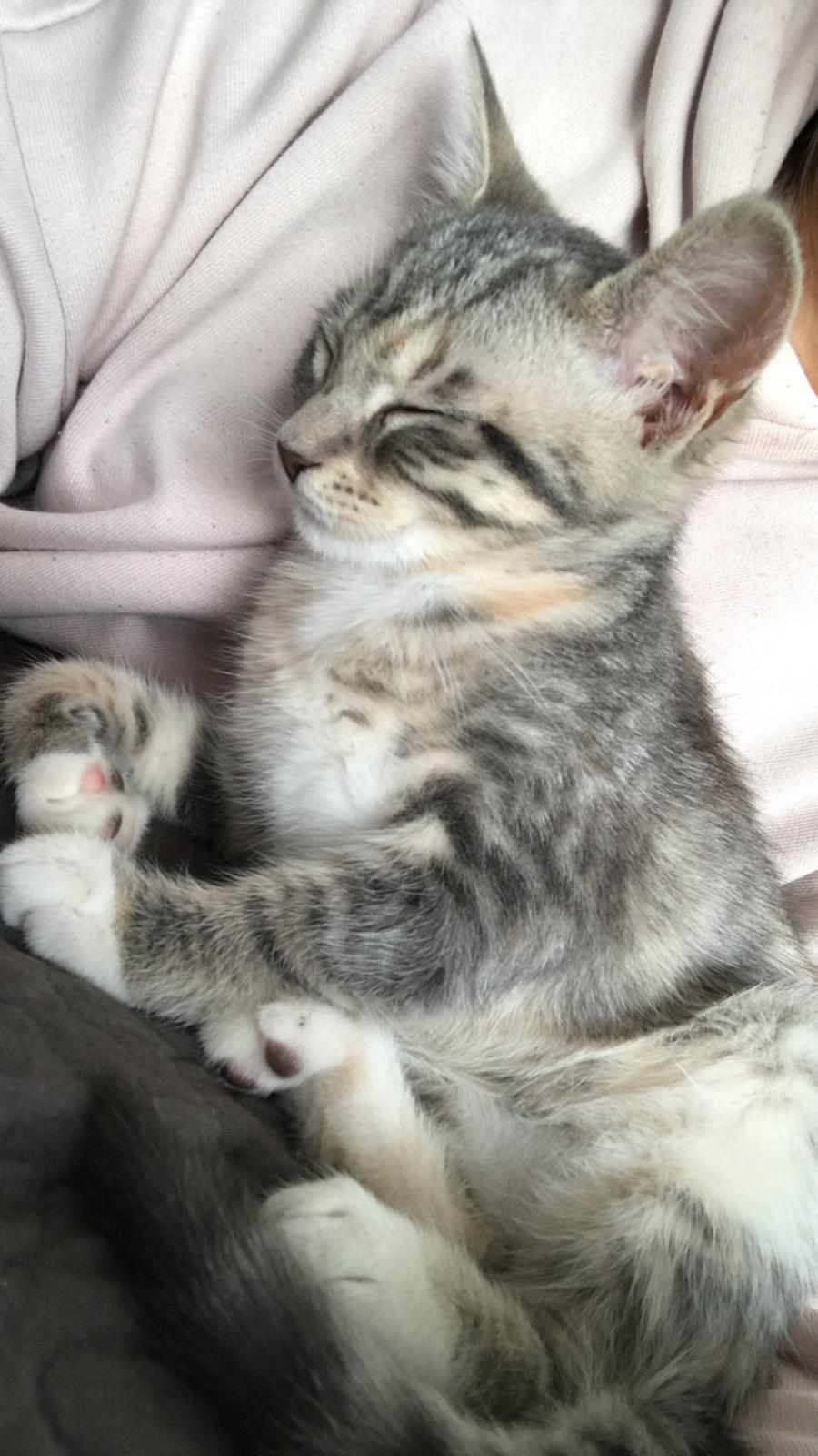 Blanding af racer Zoe billede 11