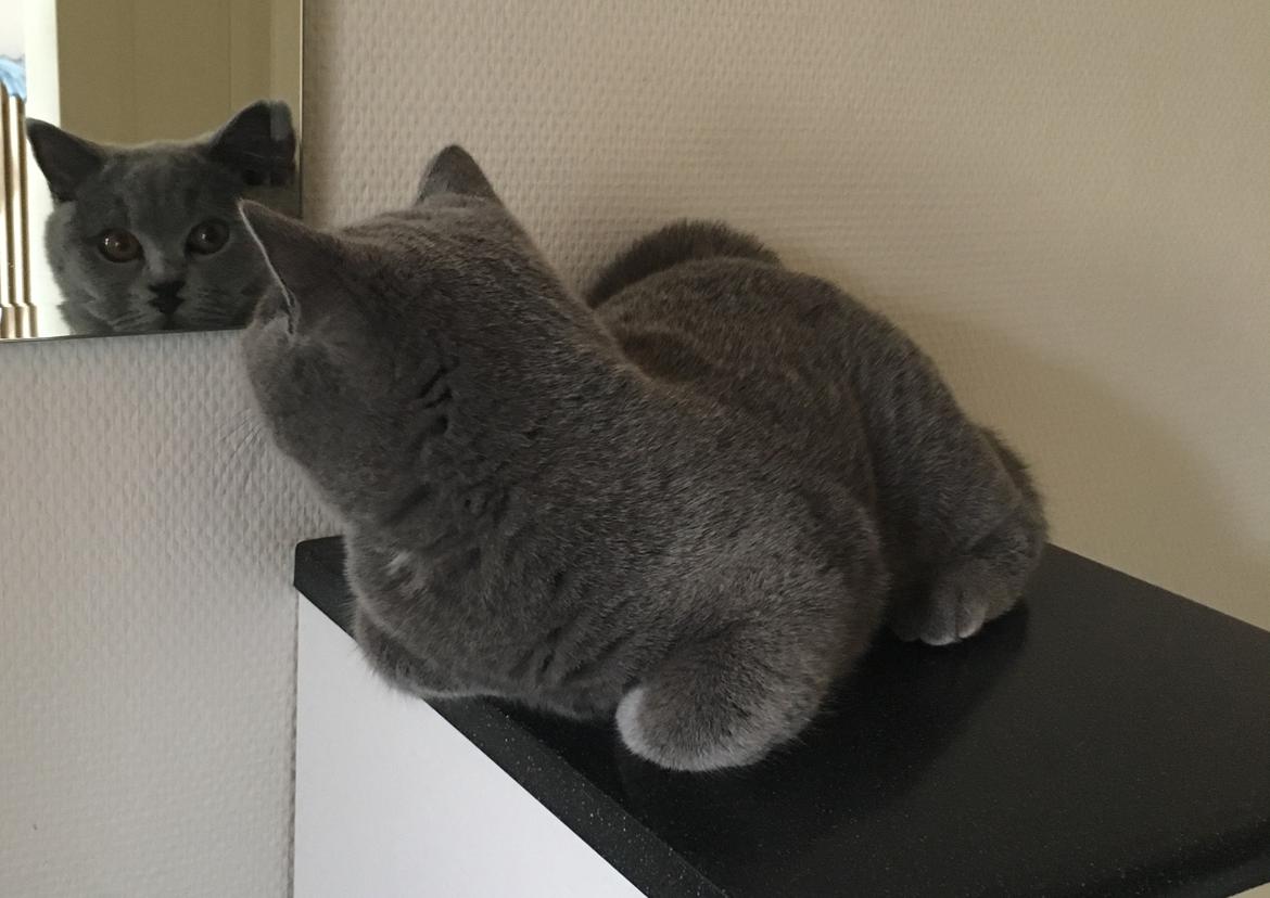 British Shorthair Tinka billede 22