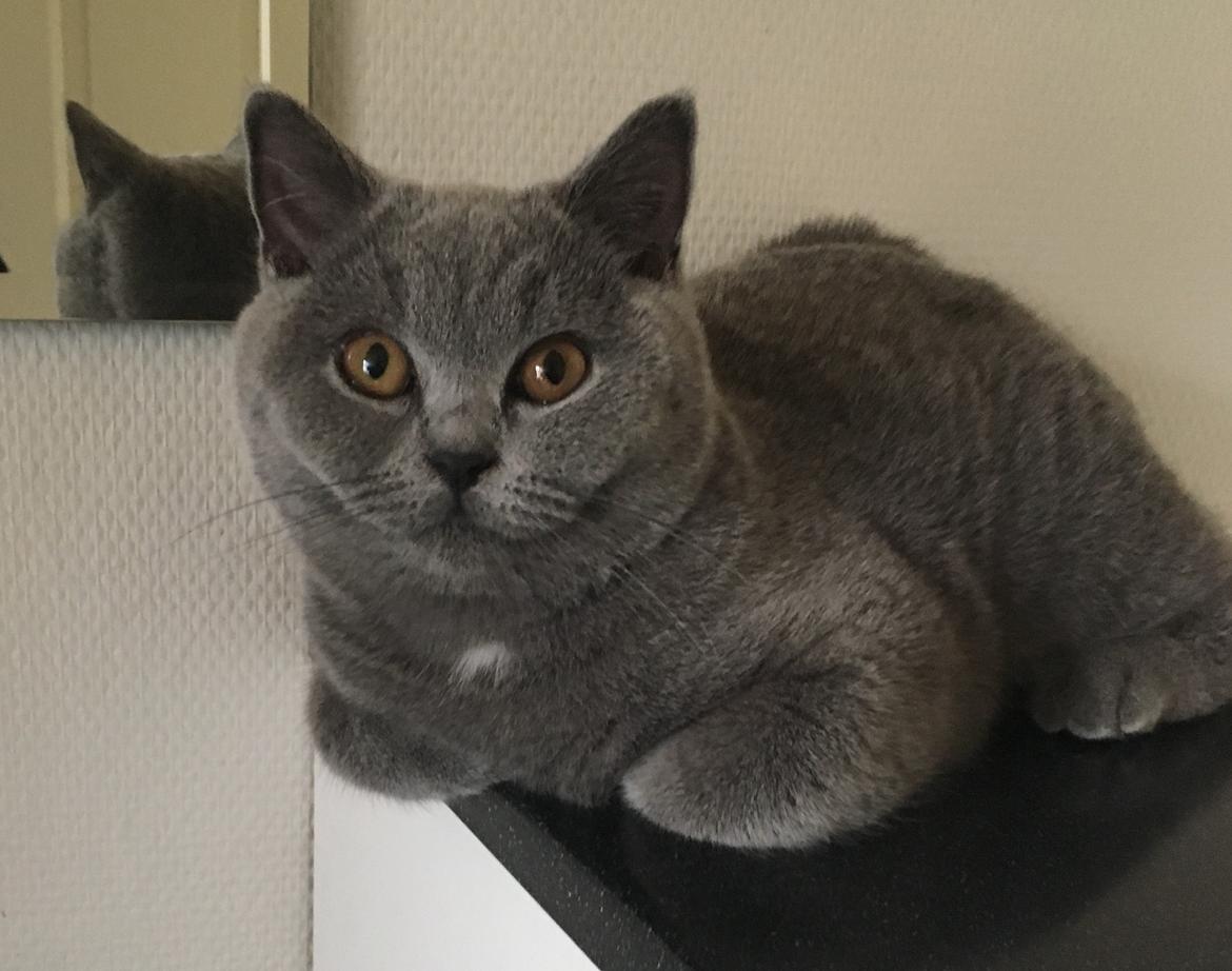 British Shorthair Tinka billede 23