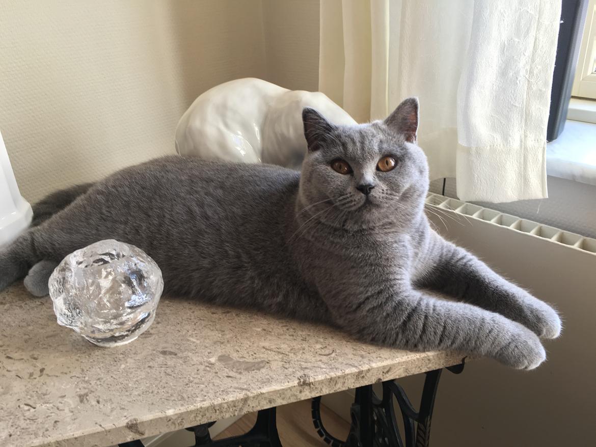 British Shorthair Tinka billede 25