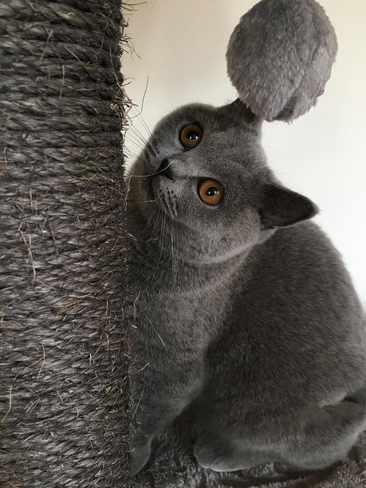 British Shorthair Tinka billede 24