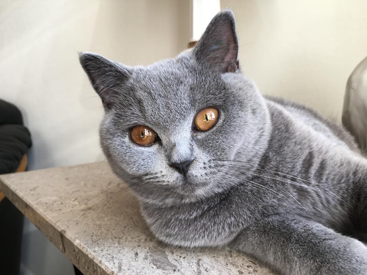 British Shorthair Tinka billede 26