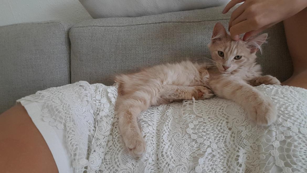 Blanding af racer Felix billede 10