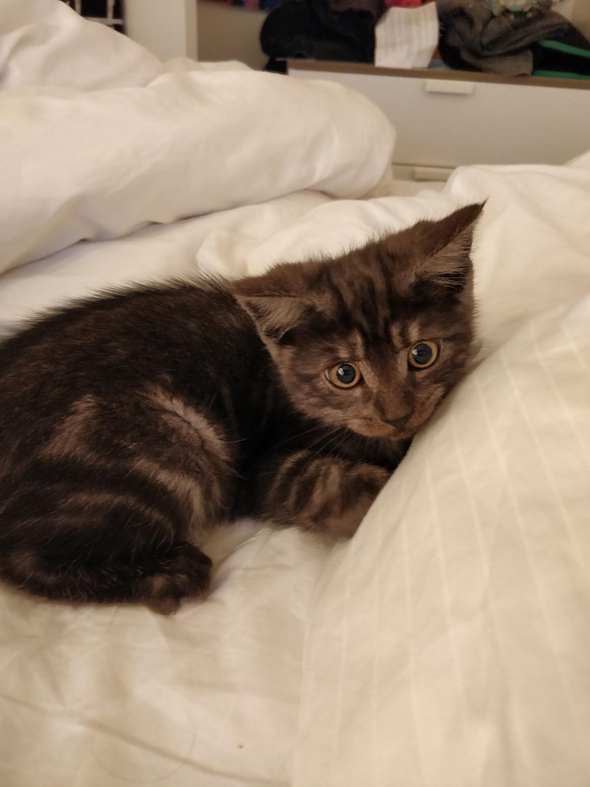 Blanding af racer Thomas Kat billede 2