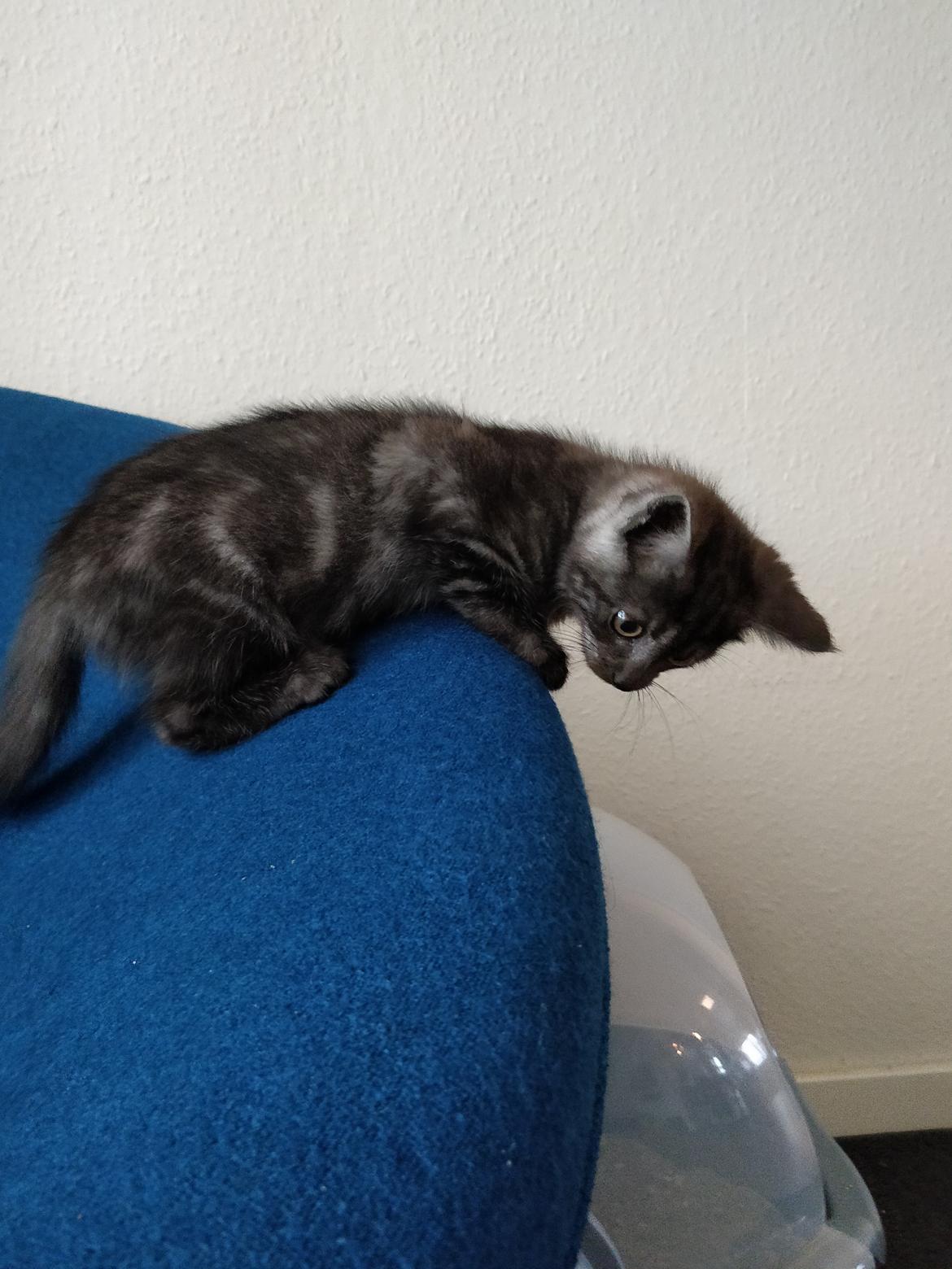 Blanding af racer Thomas Kat billede 4