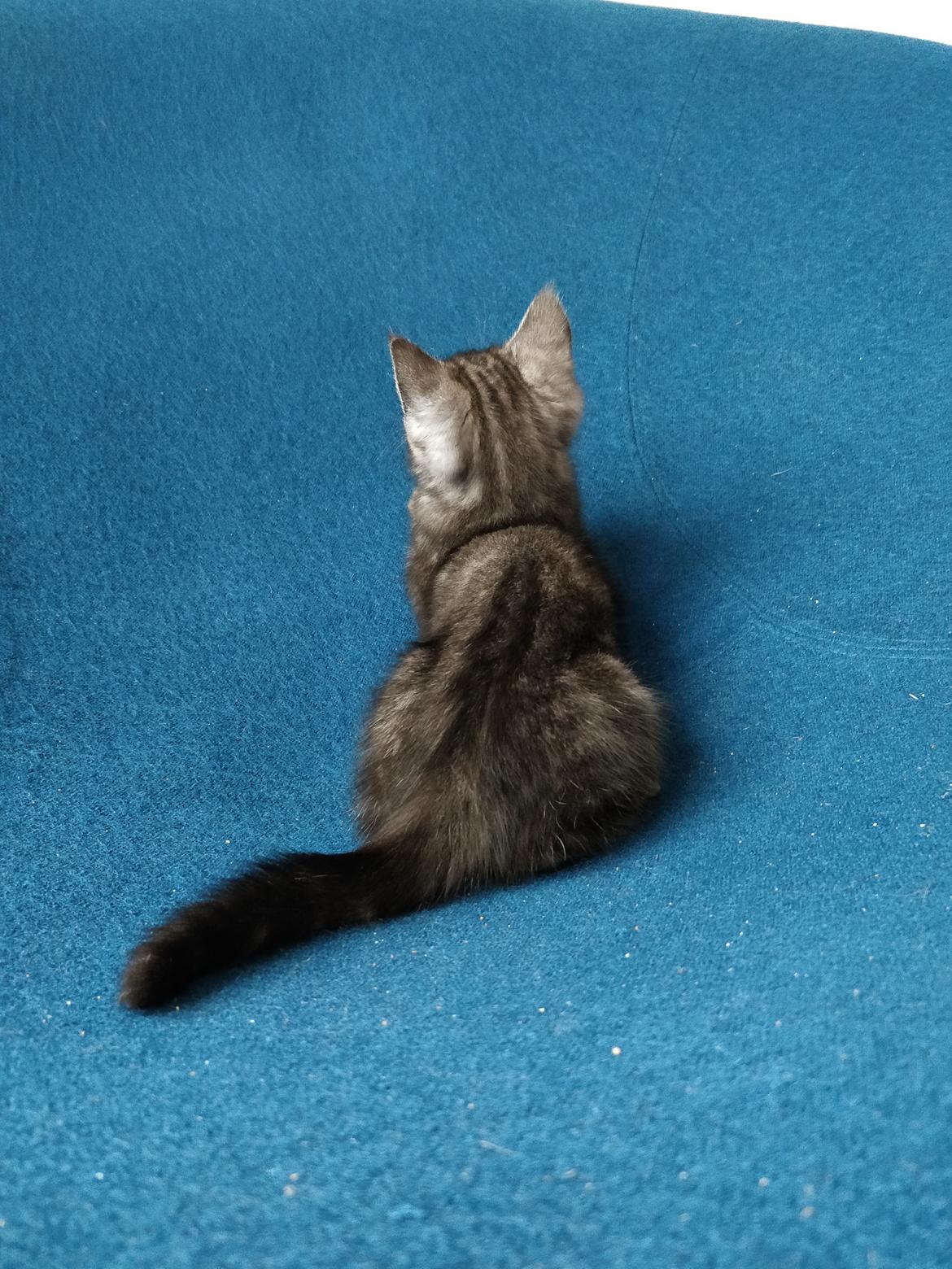 Blanding af racer Thomas Kat billede 5