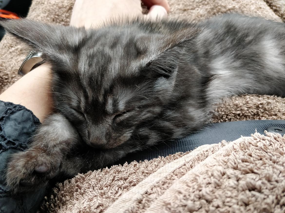 Blanding af racer Thomas Kat billede 7