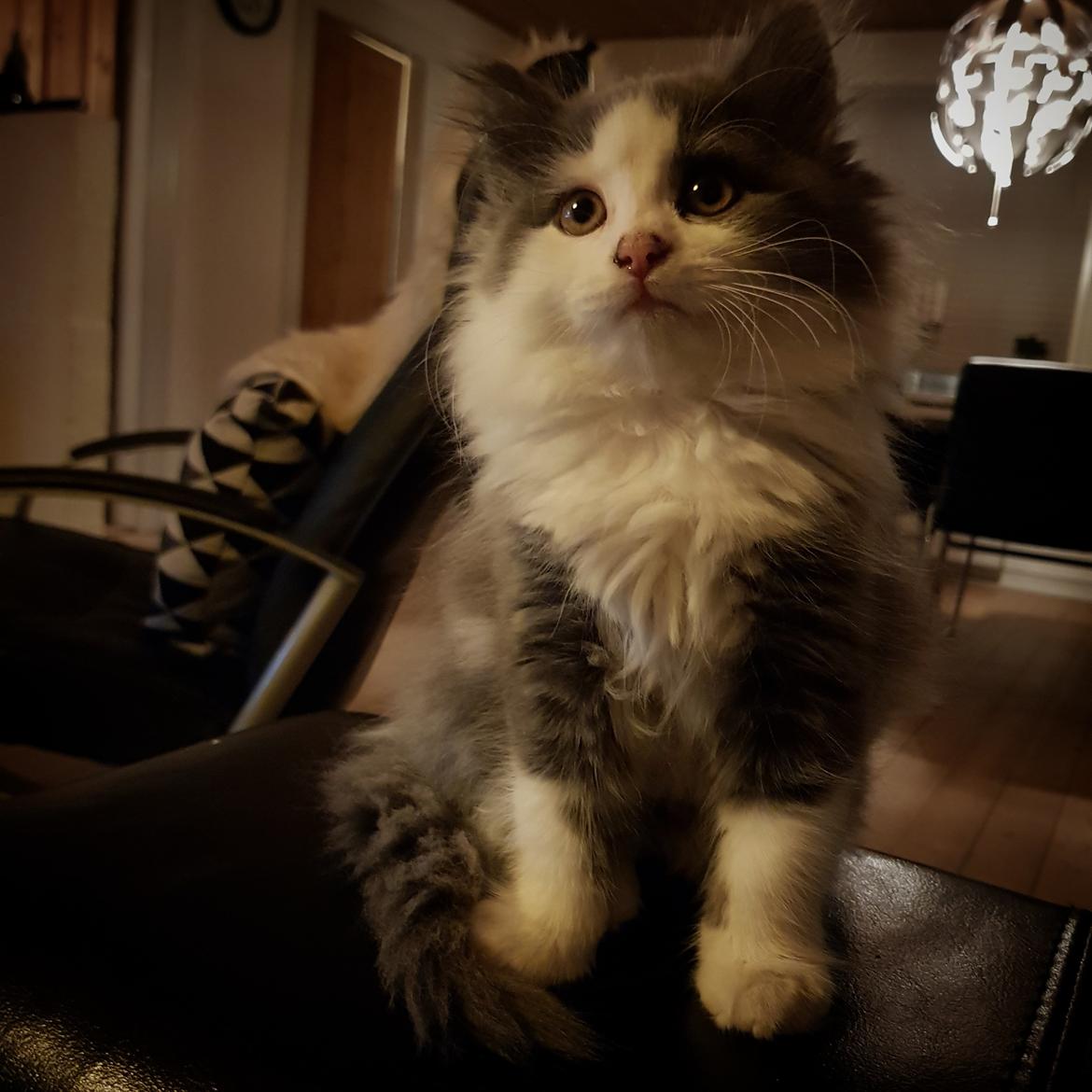 Maine Coon Nova billede 1