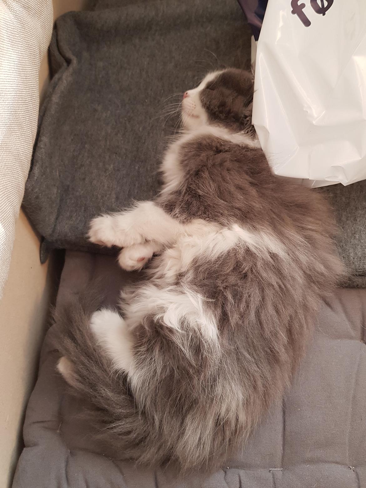 Maine Coon Nova billede 3