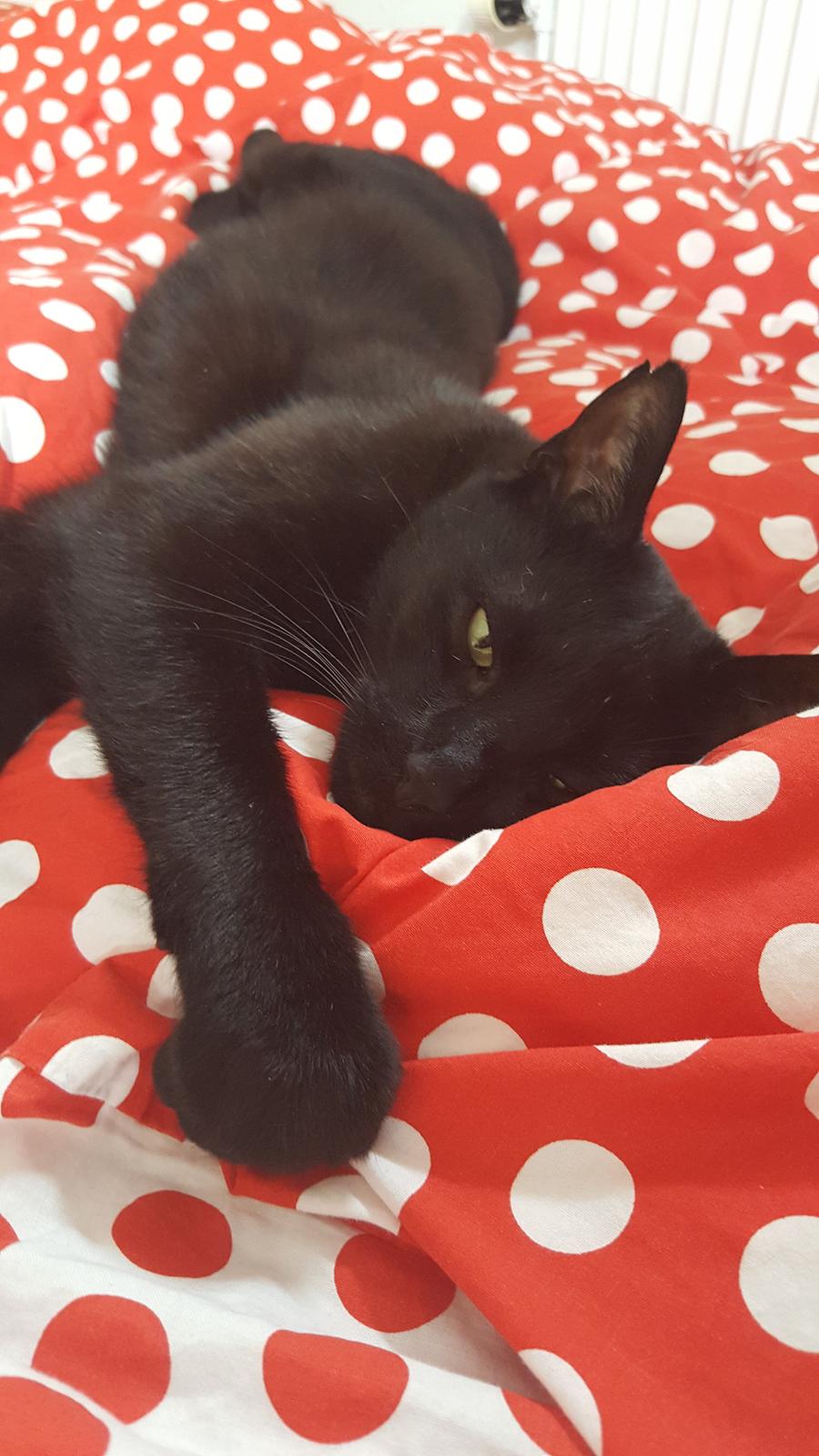 Huskat Trolle billede 1