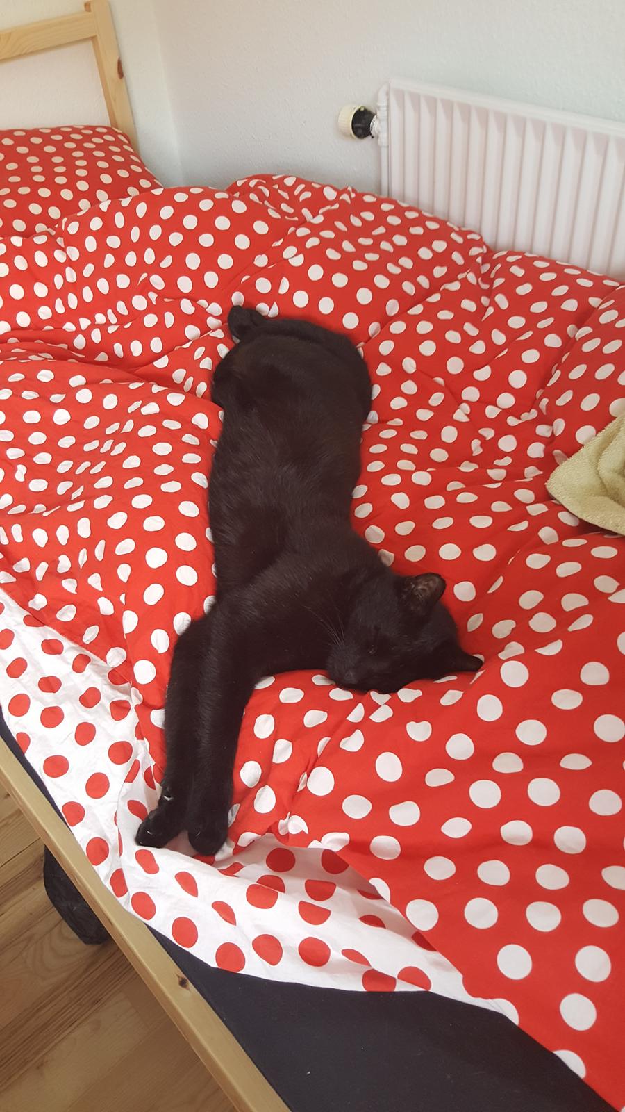 Huskat Trolle billede 2