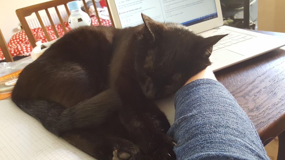 Huskat Trolle billede 4