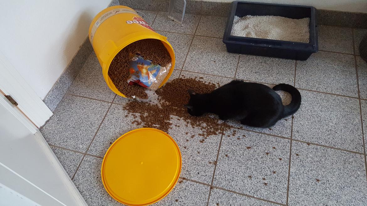 Huskat Trolle billede 3