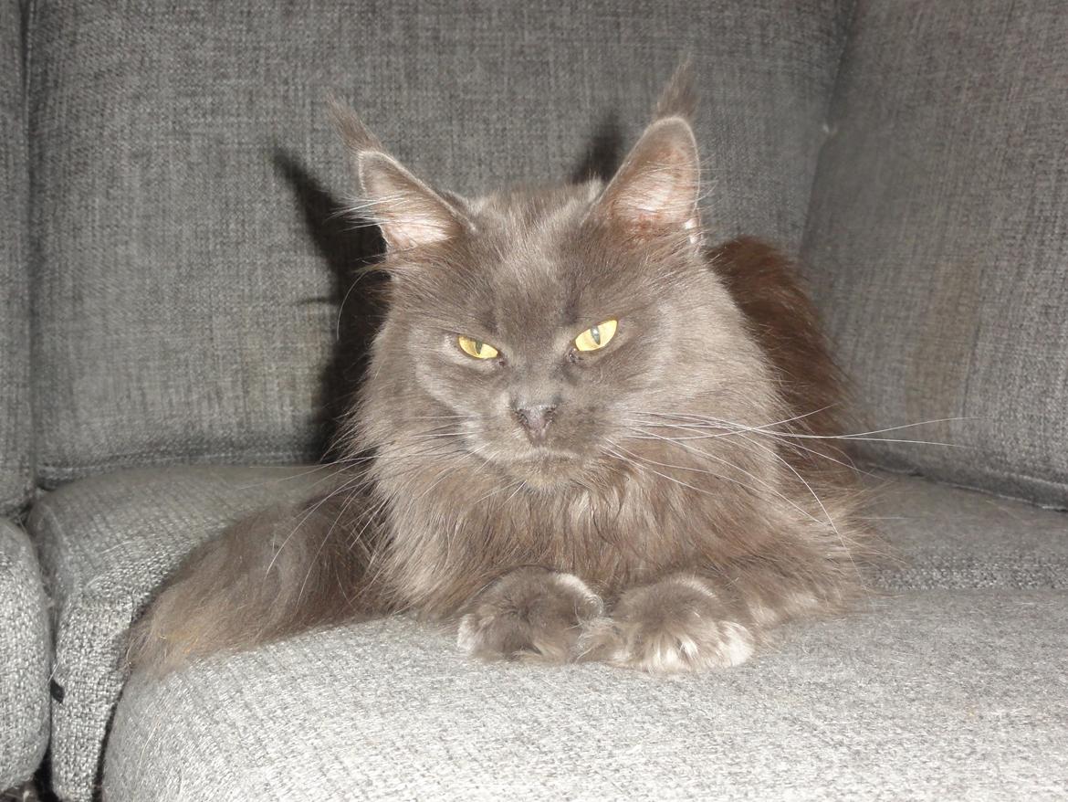 Maine Coon Blackangel's Cleffa billede 2