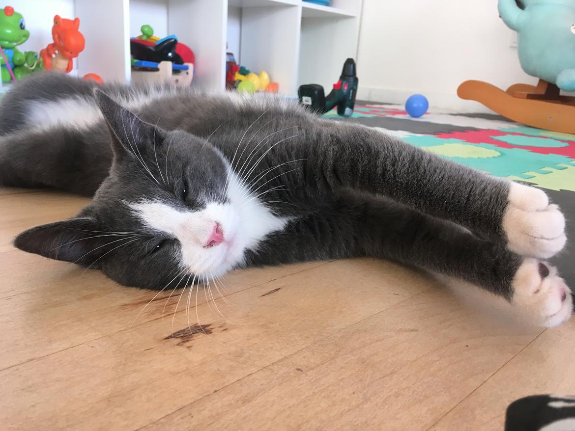 Blanding af racer “Morfar” billede 1