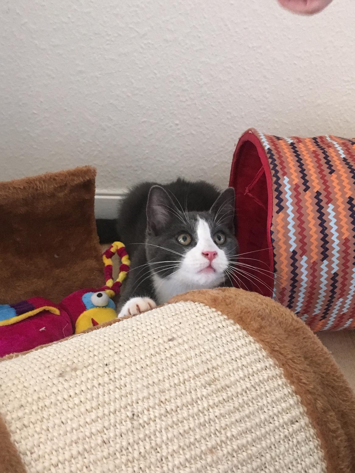 Blanding af racer “Morfar” billede 3