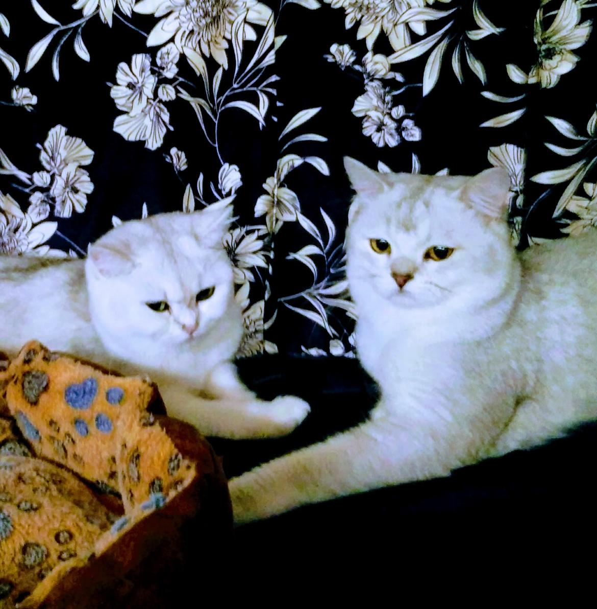 British Shorthair Snowvillage Symphony billede 9