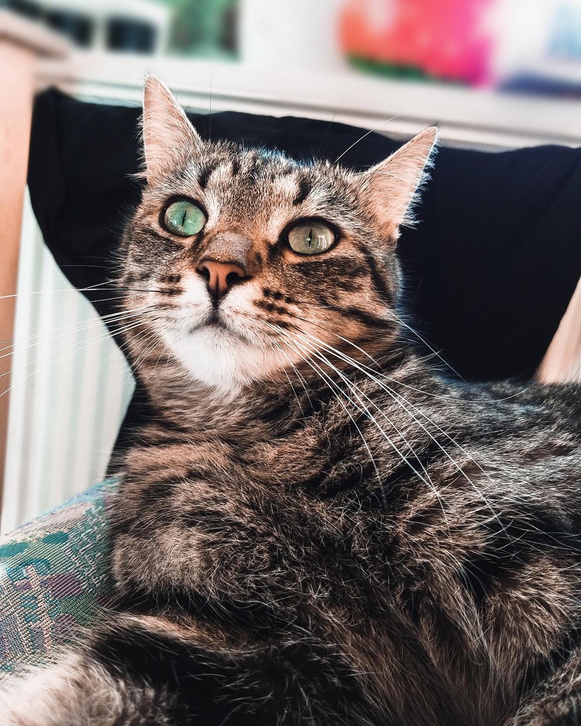 Huskat Fiona billede 2