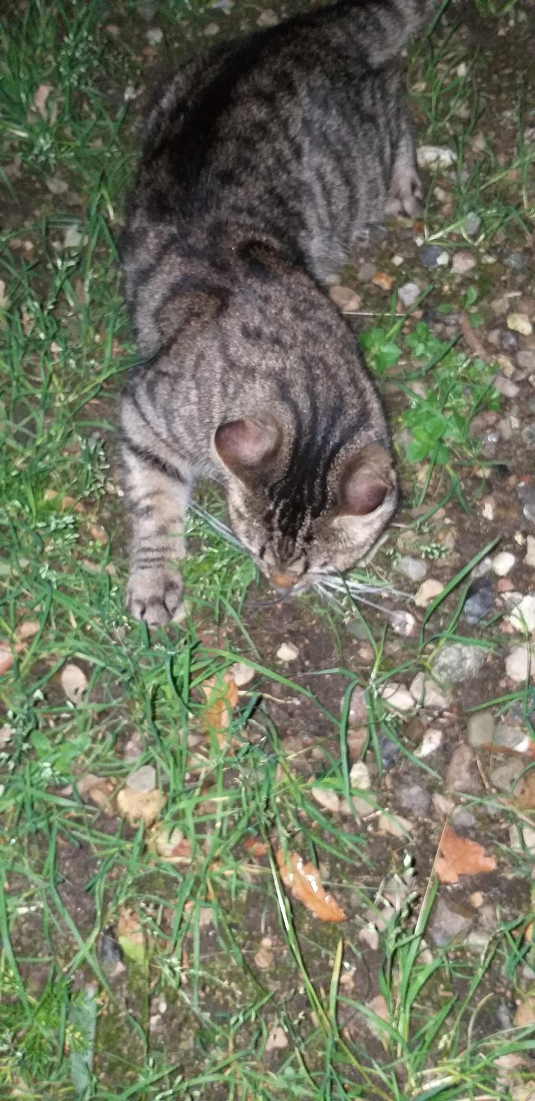 Huskat Fiona billede 4