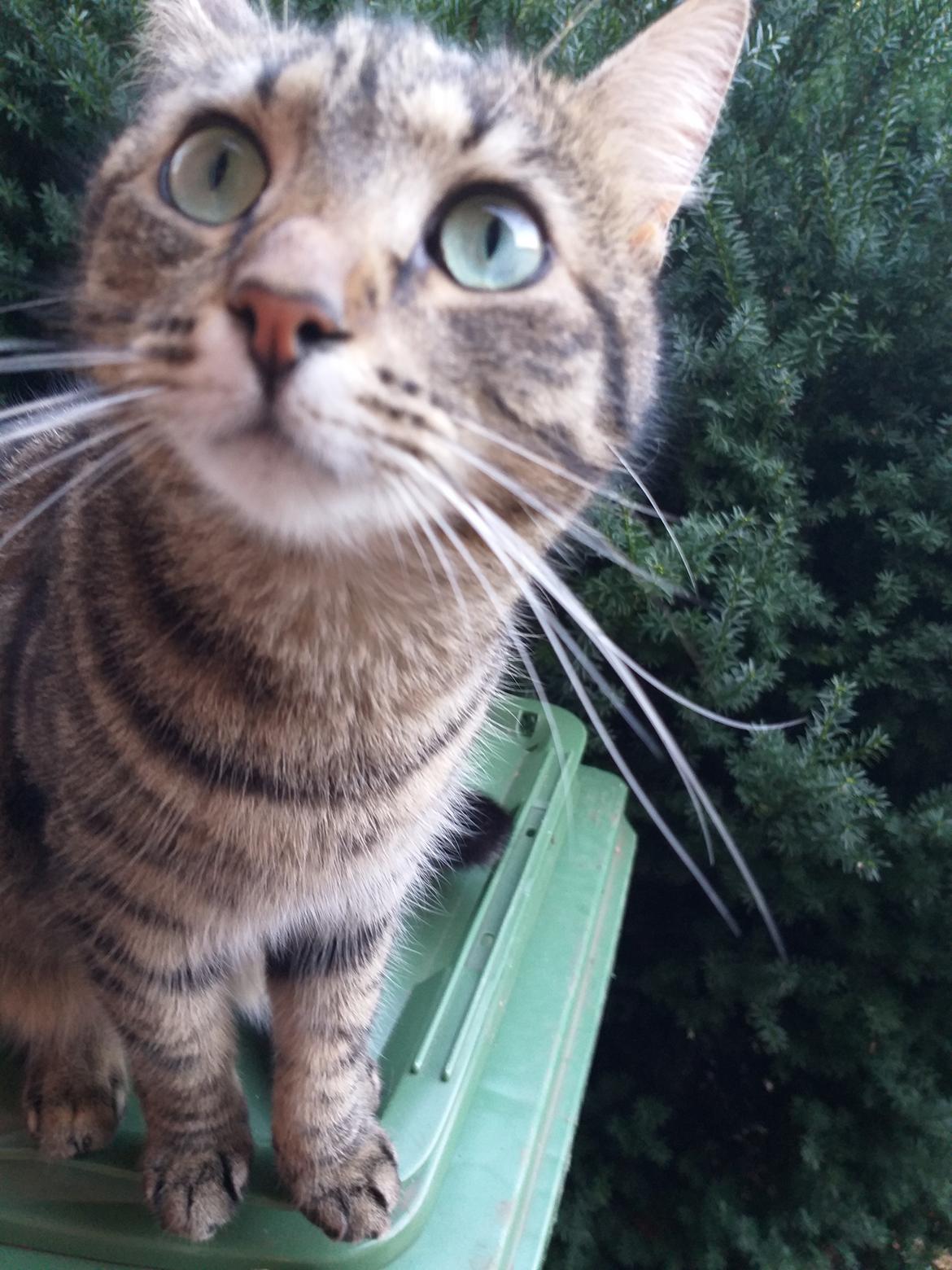 Huskat Fiona billede 3