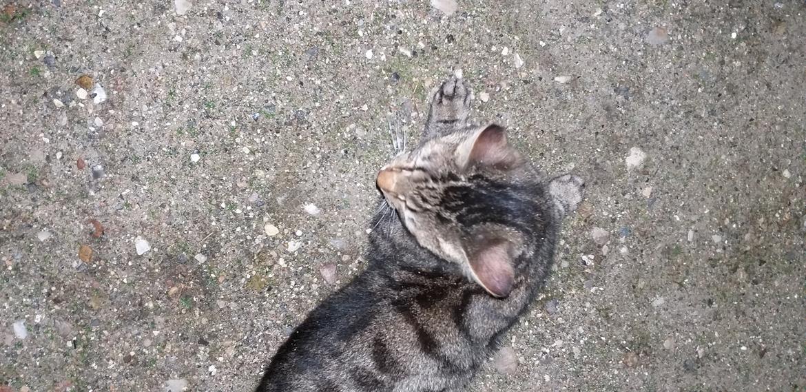 Huskat Fiona billede 6