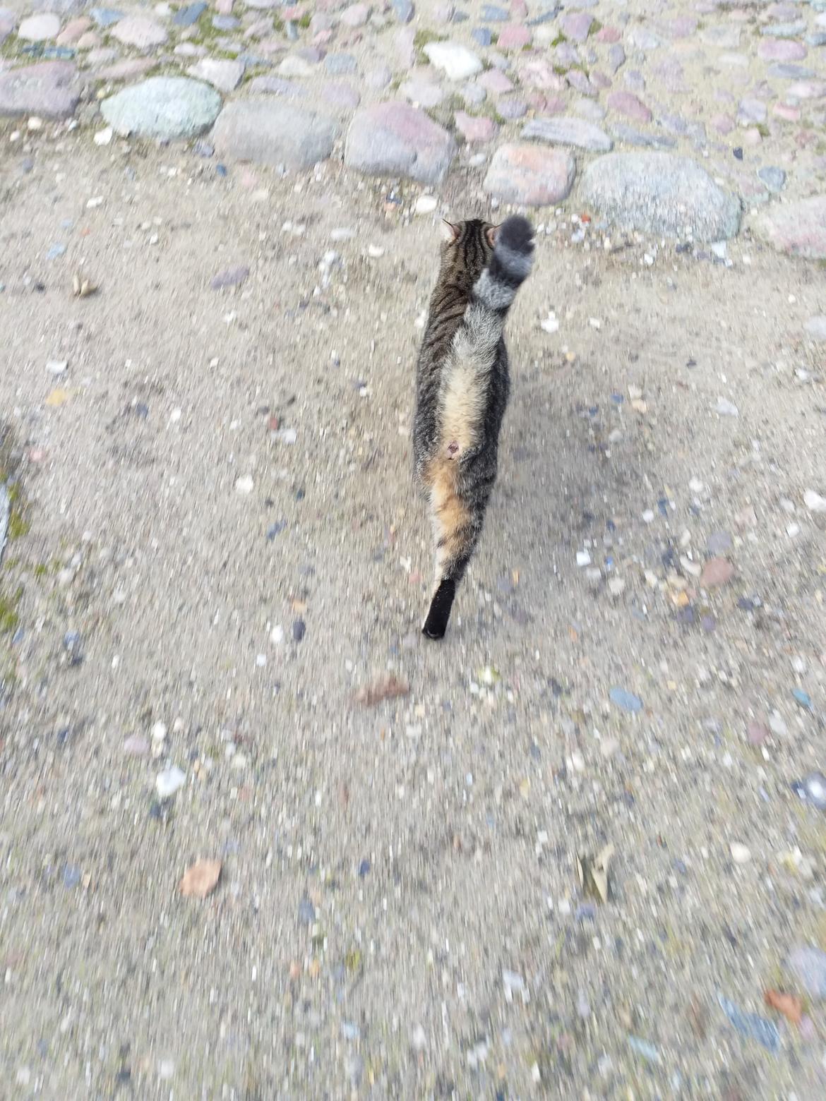 Huskat Fiona billede 8