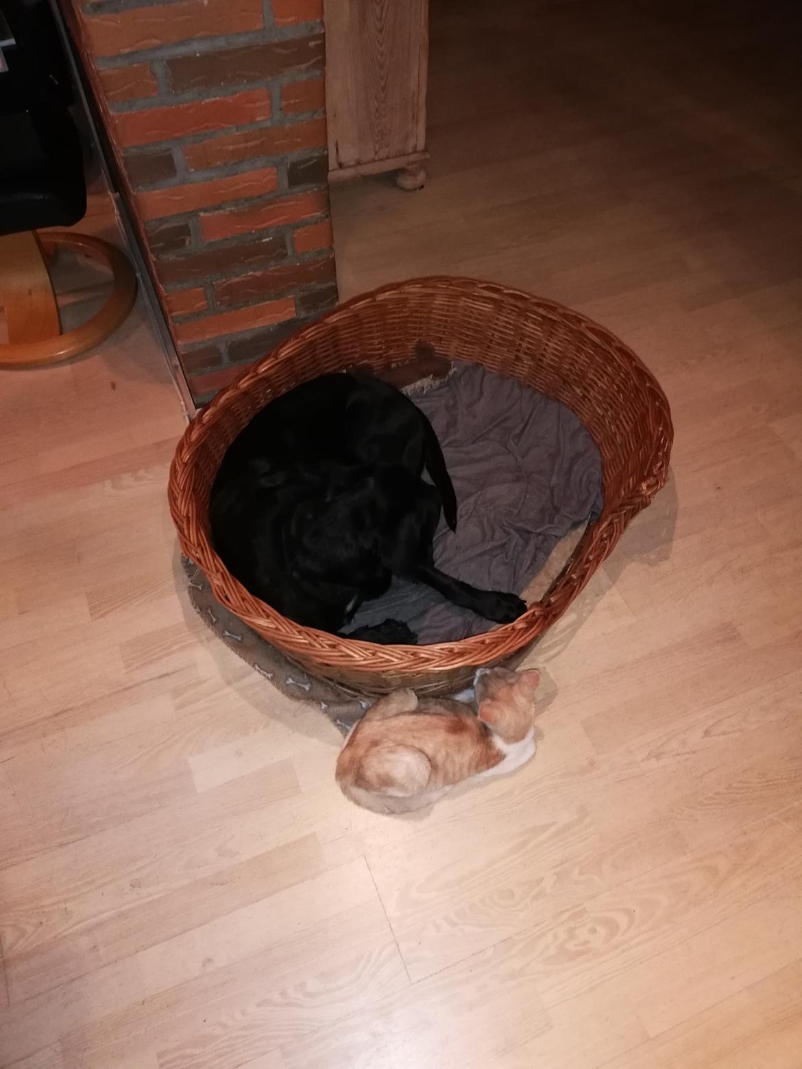 Huskat Tikki billede 1