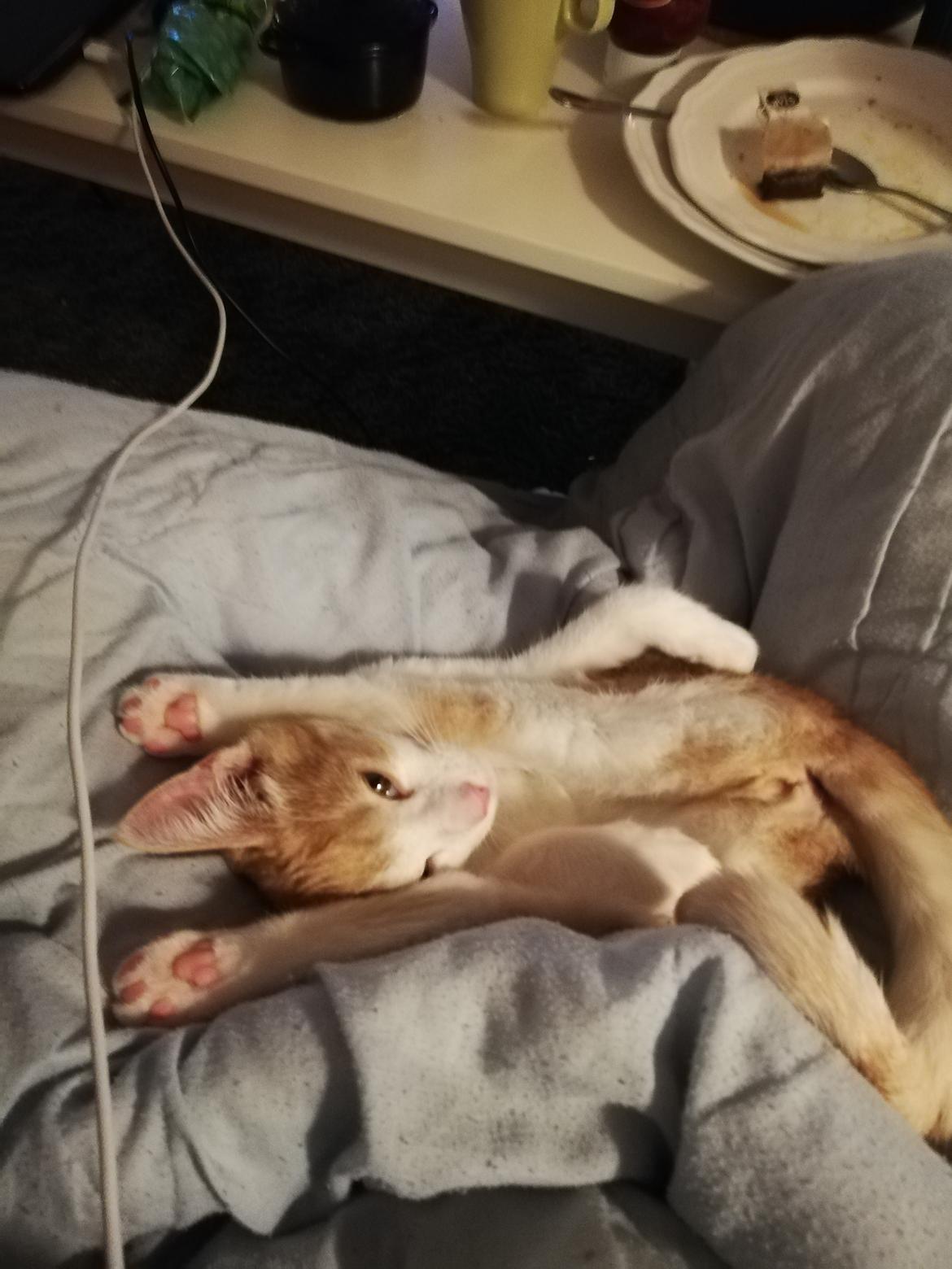 Huskat Tikki billede 3