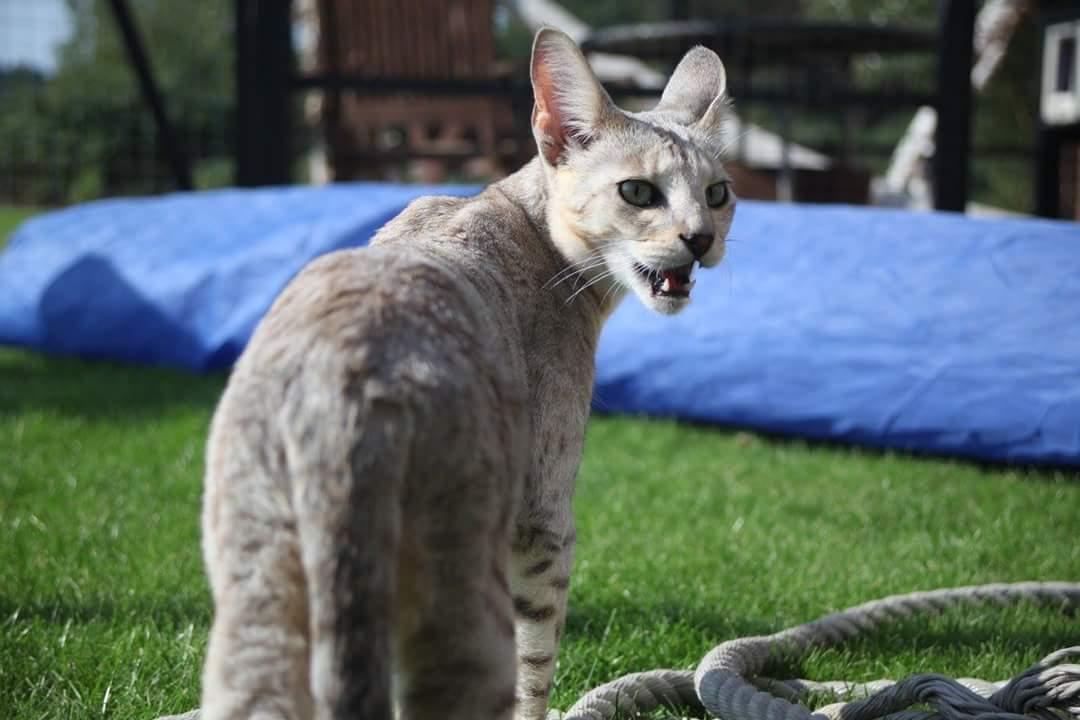 Savannah VikingSavannahs"SHEBA" billede 8