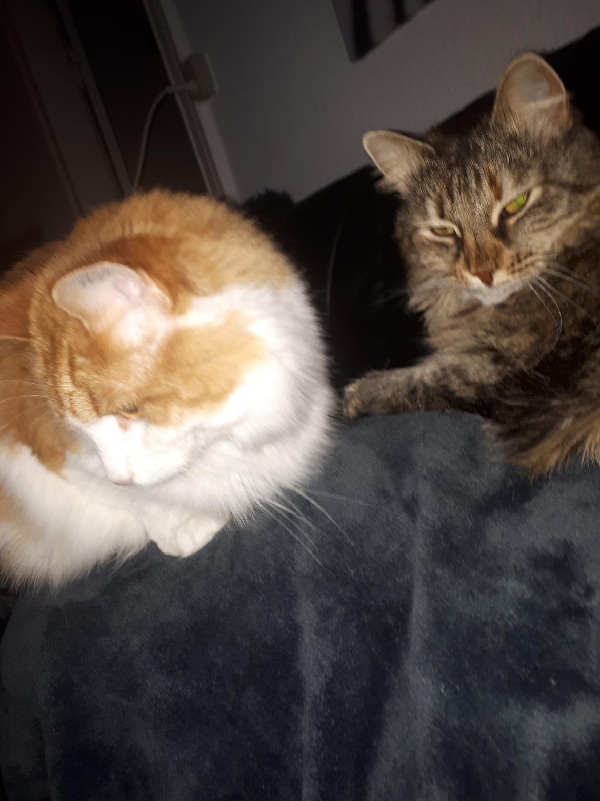 Blanding af racer Olivia billede 24