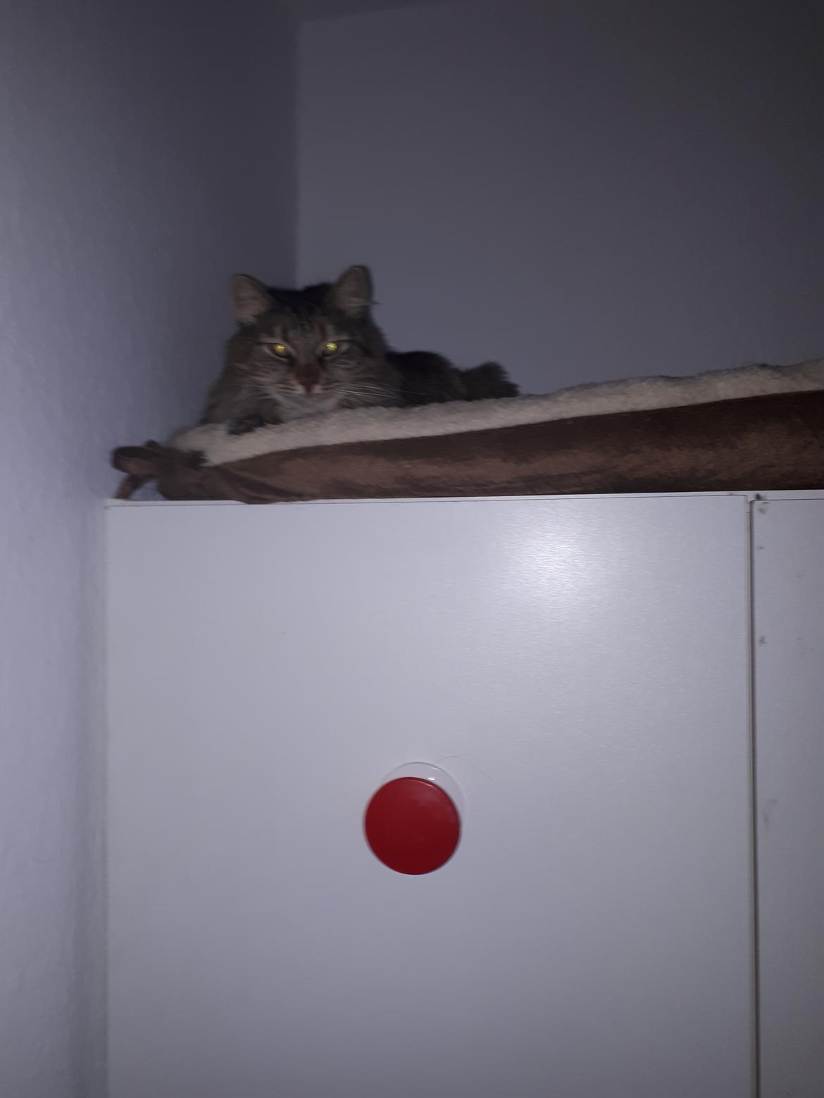 Blanding af racer Olivia billede 25