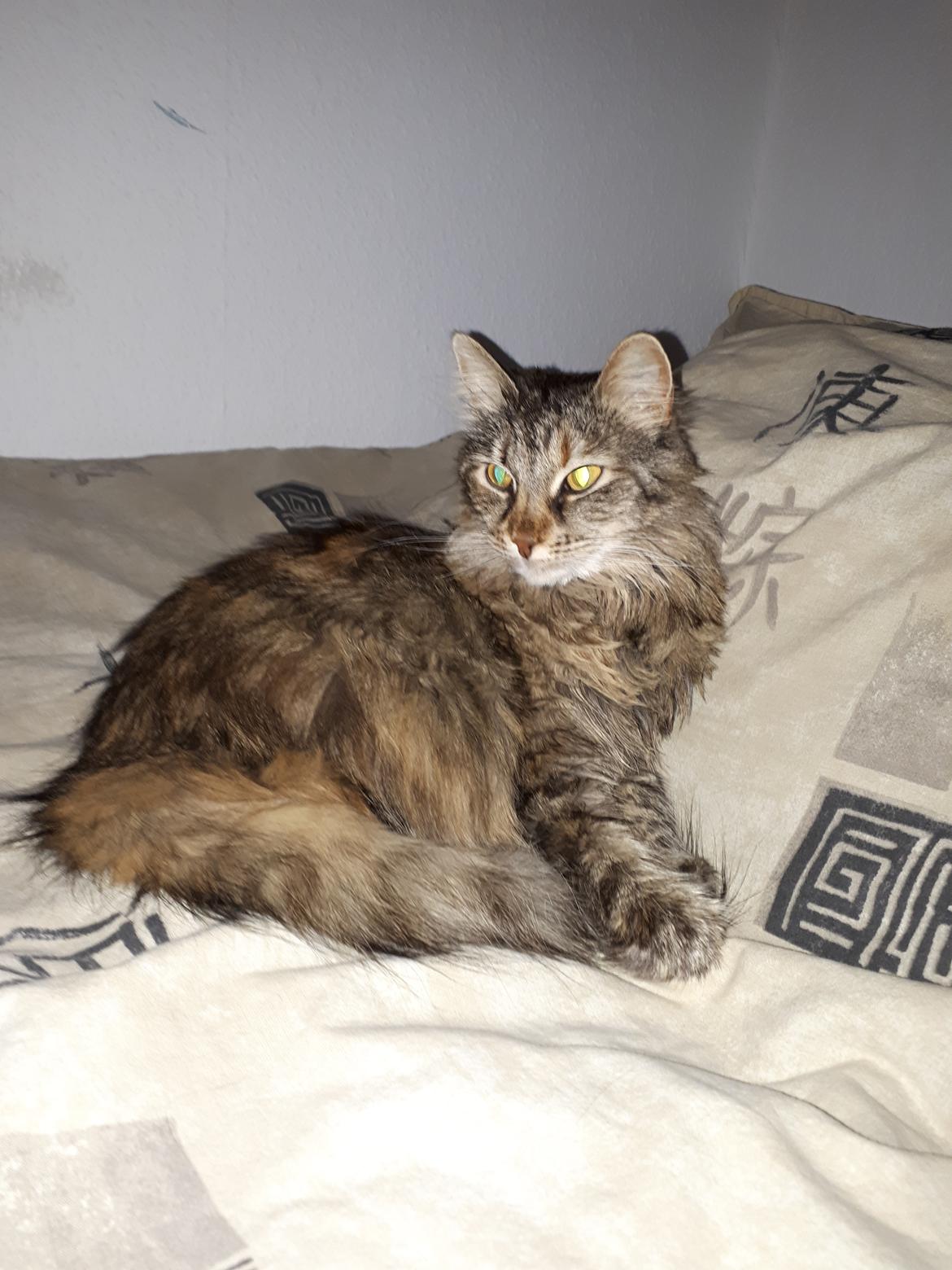 Blanding af racer Olivia billede 1