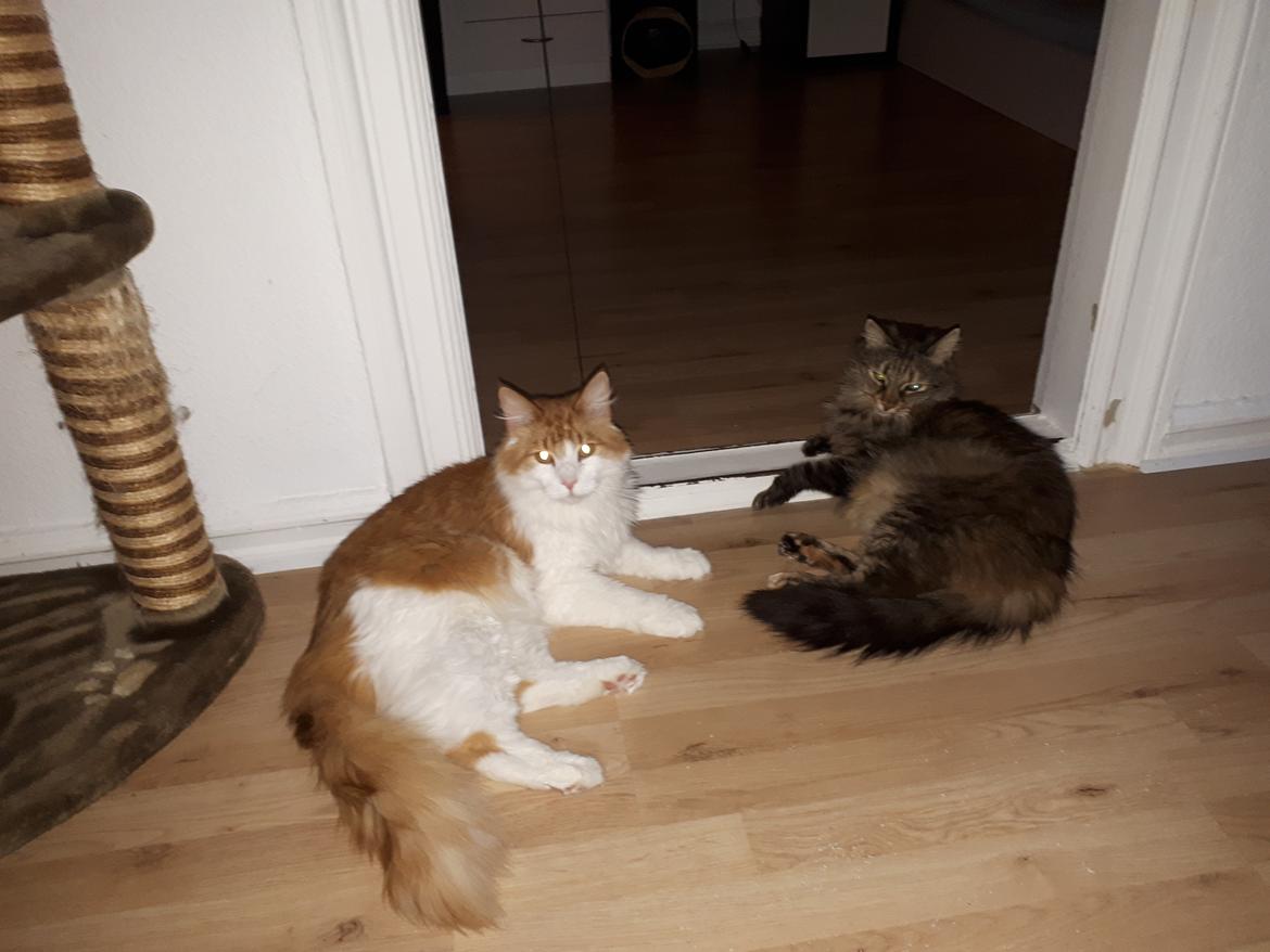 Blanding af racer Olivia billede 27