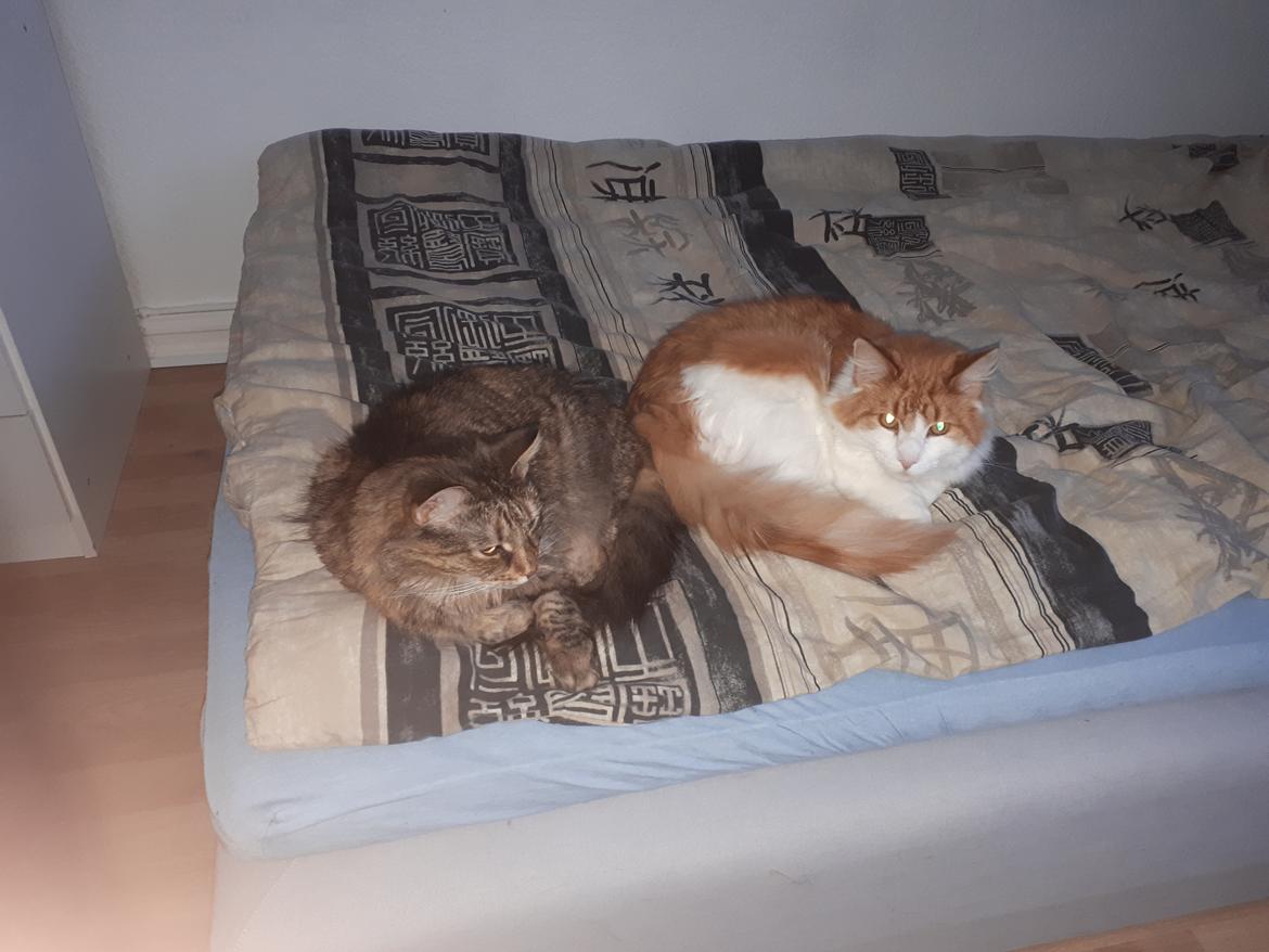 Blanding af racer Olivia billede 28