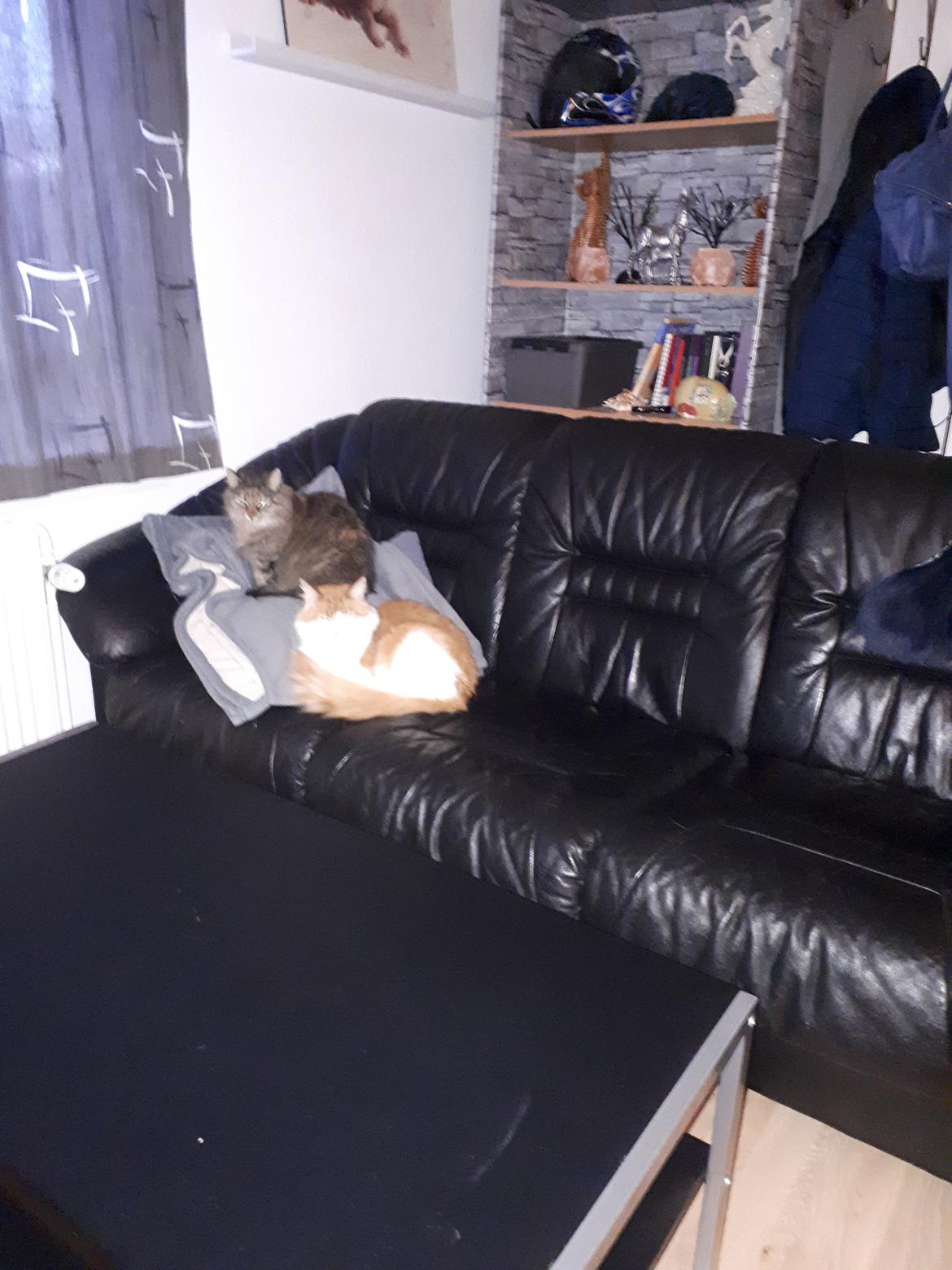 Blanding af racer Olivia billede 29