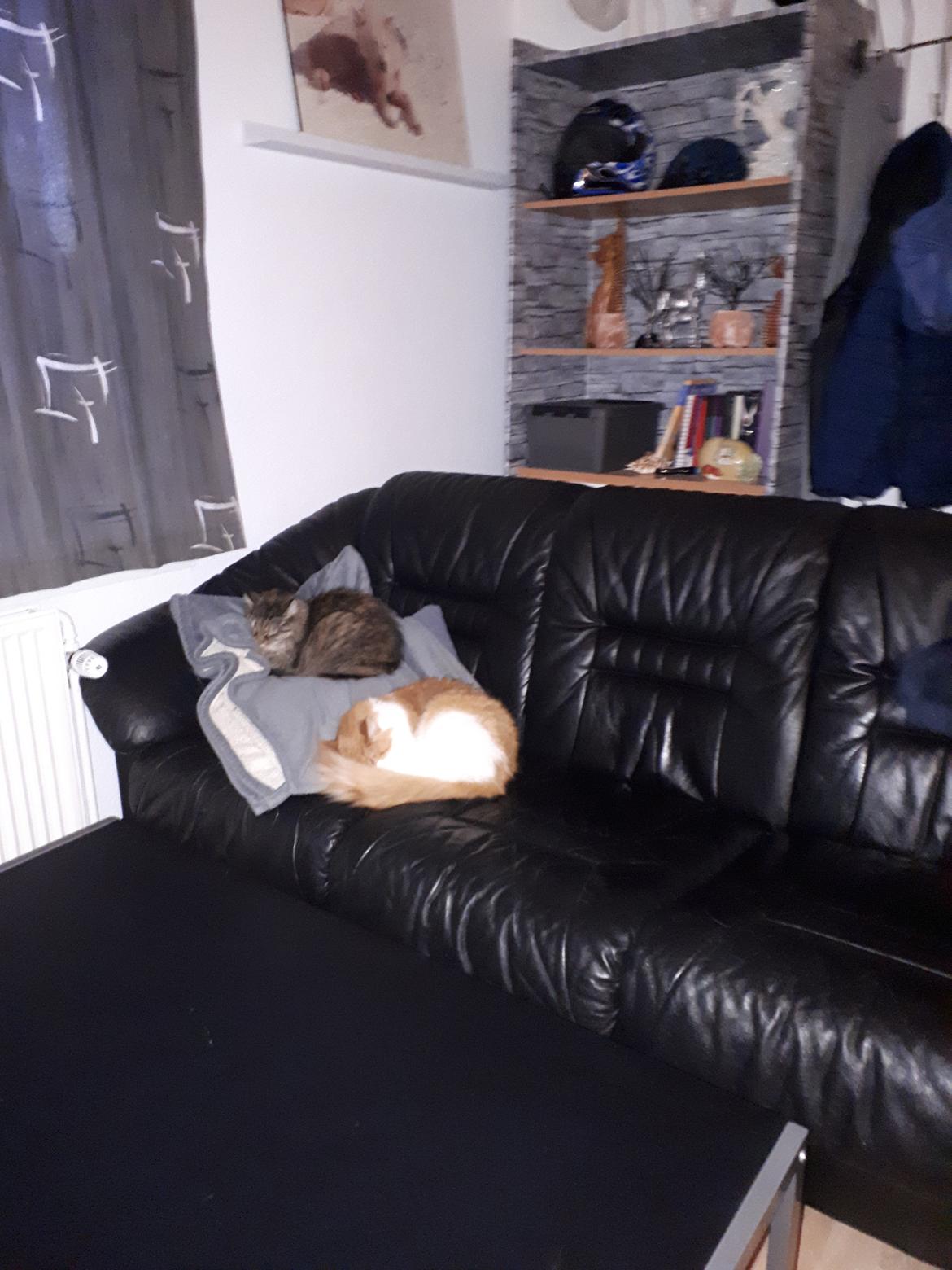 Blanding af racer Olivia billede 30