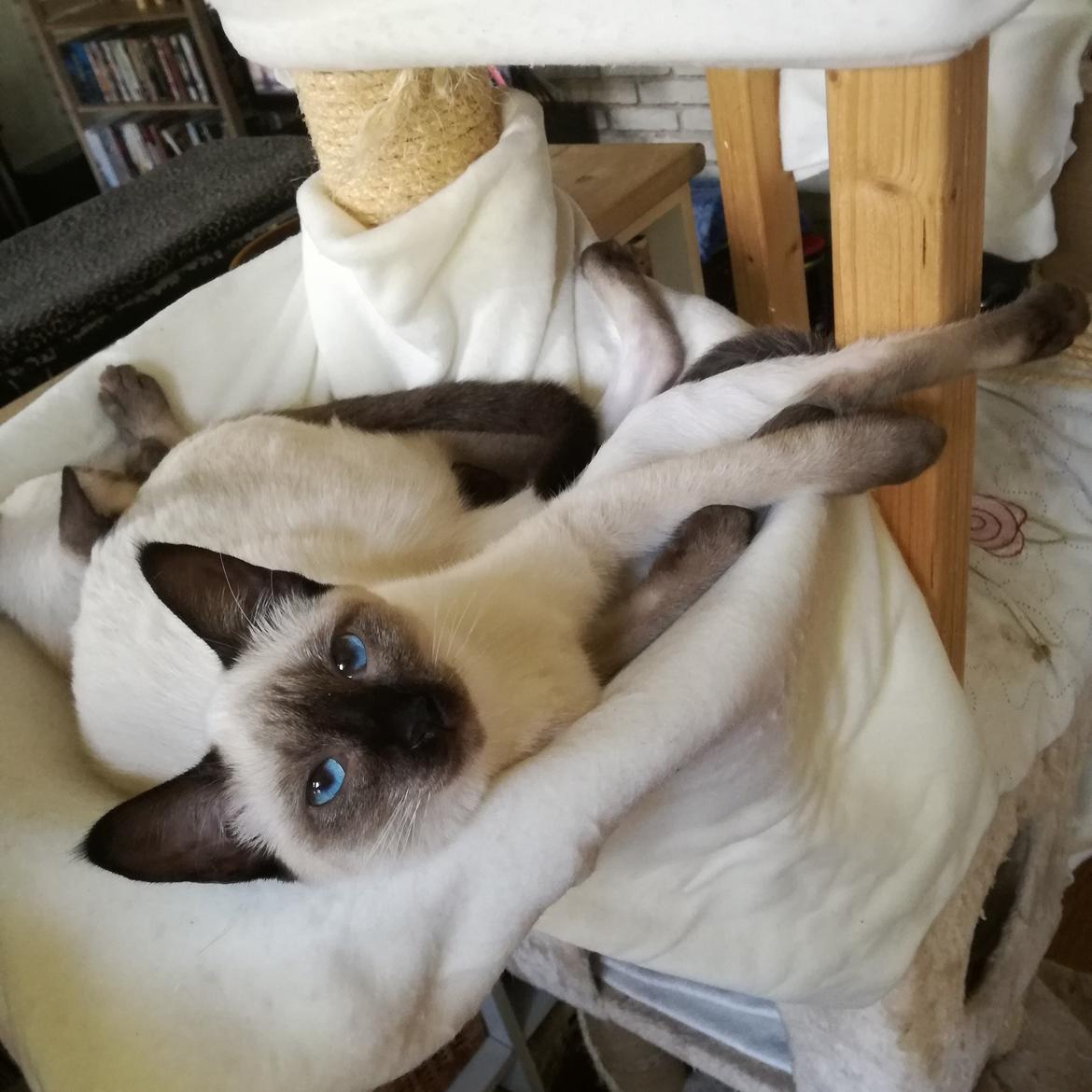 Thai         Traditionel siameser   Gaja Smart Sara. pl billede 7